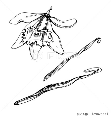 Seed pod and flower of vanilla orchid bloom, natural spice. graphic tropical plant illustration hand drawn in vector ink. Artisanal bakery branding, sweet dessert packaging, florist or wedding perfume 129825331