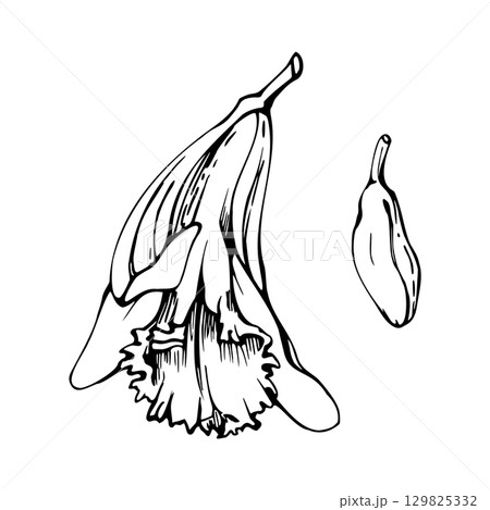 Orchid vanilla flower and bud, exotic tropical spice plant. graphic botanical illustration, single element hand drawn in vector ink. Aroma and flavor ingredient for foods, beverages and cosmetics. Orchid vanilla flower and bud, exotic tropical spice plant. graphic botanical illustration, single element hand drawn in vector ink. Aroma and flavor ingredient for foods, beverages and cosmetics. 129825332
