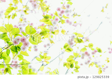 見上げる満開の八重桜 129825339