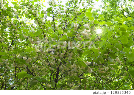 見上げるハクウンボク 見上げるハクウンボク 129825340
