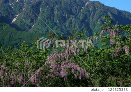 春の山と藤の花 129825358