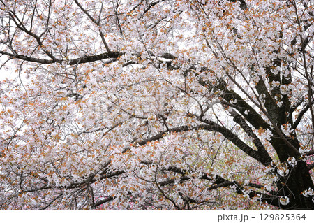 満開の桜 満開の桜 129825364