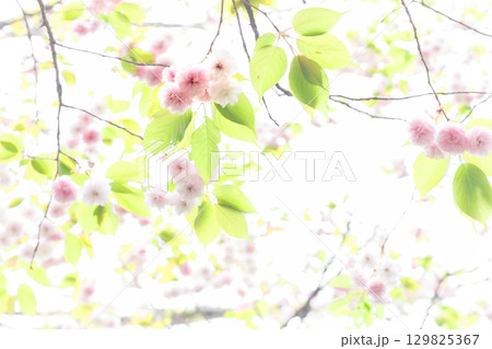 見上げる満開の八重桜 129825367