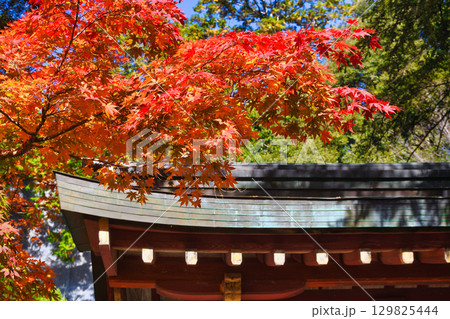 京都 三尾 高雄山 神護寺 美しい紅葉 (京都府京都市右京区) 京都 三尾 高雄山 神護寺 美しい紅葉 (京都府京都市右京区) 129825444