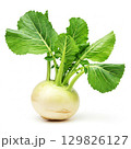 Fresh turnip vegetable element design 129826127
