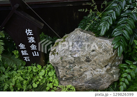 佐渡金山入り口に有る金鉱石 129826399