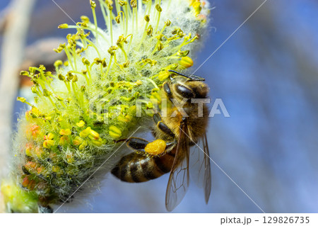 A bee on a branch of a blooming willow A bee on a branch of a blooming willow 129826735