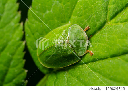 Close-up of a vibrant green beetle resting on lush green leaves among its natural habitat during a sunny day Close-up of a vibrant green beetle resting on lush green leaves among its natural habitat during a sunny day 129826746