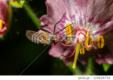 Empis spp. predatory fly feeding on flower nectar in a vibrant garden setting during late spring Empis spp. predatory fly feeding on flower nectar in a vibrant garden setting during late spring 129826758