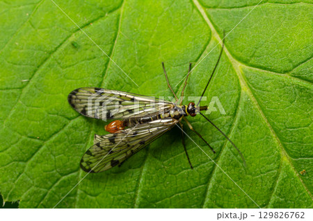 Common scorpionfly resting on a green leaf in a garden showcasing its distinctive wings and body in the afternoon light 129826762