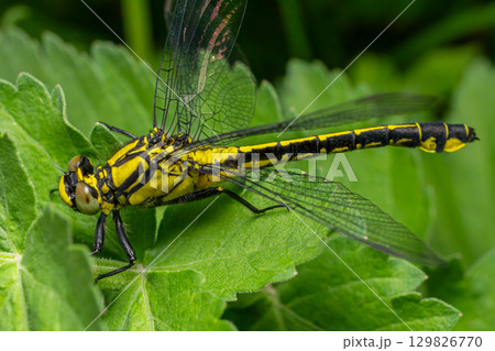 Common Clubtail resting on a green leaf showcasing black body with bright yellow stripes in a natural setting during daylight 129826770