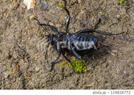 Giant black insect crawling on the earthy ground showcasing its intricate body structure in a natural environment during daylight Giant black insect crawling on the earthy ground showcasing its intricate body structure in a natural environment during daylight 129826772