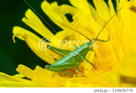 Speckled Bush-cricket nymph explores a vibrant yellow flower in its natural habitat during daytime 129826779