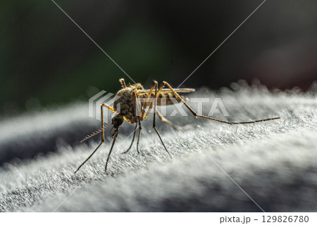 Common mosquito feeding on a textured surface during a sunny afternoon in a natural outdoor setting 129826780