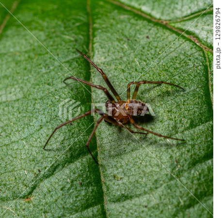 Philodromidae spider spotted on green leaf in natural habitat during daylight hours 129826794