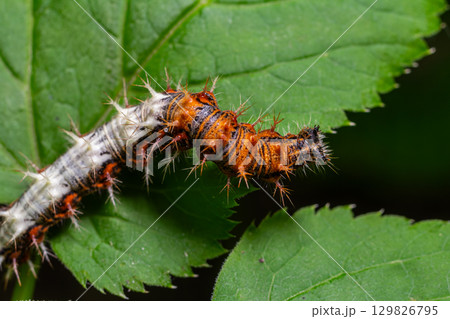 Comma butterfly caterpillar Polygonia c-album resting on green leaves during early morning sunlight 129826795