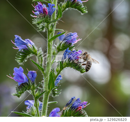 European honey bee collects nectar from Viper's Bugloss flowers in a vibrant natural setting during warm midday hours European honey bee collects nectar from Viper's Bugloss flowers in a vibrant natural setting during warm midday hours 129826820