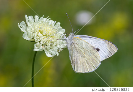 Large White butterfly perched on a delicate flower during a sunny day in a meadow Large White butterfly perched on a delicate flower during a sunny day in a meadow 129826825