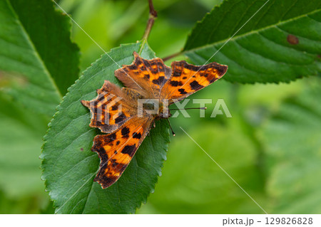 Comma butterfly perched on a green leaf during a sunny day in a garden setting showcasing its distinct orange wings with black spots Comma butterfly perched on a green leaf during a sunny day in a garden setting showcasing its distinct orange wings with black spots 129826828