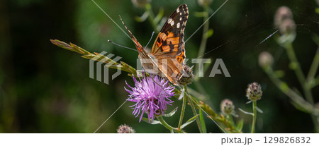 Colorful Painted Lady butterfly resting on a vibrant purple thistle flower in a sunny garden during late spring Colorful Painted Lady butterfly resting on a vibrant purple thistle flower in a sunny garden during late spring 129826832