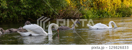 Mute swans swim gracefully on a tranquil river during sunset surrounded by lush greenery 129826833