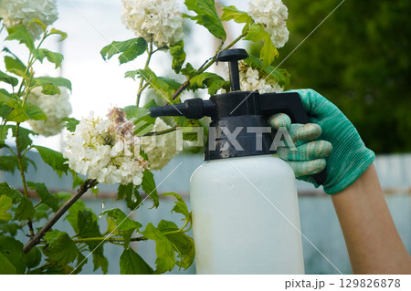 In a flourishing garden, an individual applies a protective solution, and viburnum leaves appear damaged in close-up. 129826878