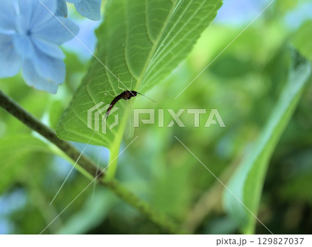 猛暑の6月に咲いた紫陽花の葉の裏で休むカゲロウ 猛暑の6月に咲いた紫陽花の葉の裏で休むカゲロウ 129827037
