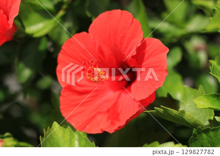 沖縄産ではないハイビスカス 沖縄産ではないハイビスカス 129827782