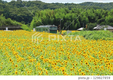 烏山線「森林の中のひまわり畑を走る列車」夏空背景に 129827859