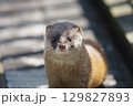 見つめてくるイタチ 129827893
