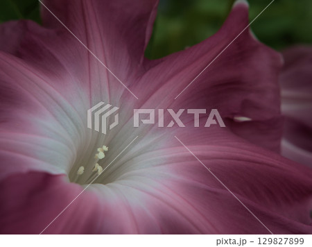 8月に美しく咲いた色彩豊かな朝顔の花 8月に美しく咲いた色彩豊かな朝顔の花 129827899