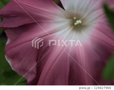 8月に美しく咲いた色彩豊かな朝顔の花 8月に美しく咲いた色彩豊かな朝顔の花 129827900