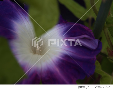 8月に美しく咲いた色彩豊かな朝顔の花 8月に美しく咲いた色彩豊かな朝顔の花 129827902