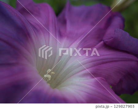 8月に美しく咲いた色彩豊かな朝顔の花 129827903