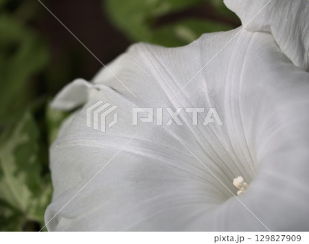 8月に美しく咲いた色彩豊かな朝顔の花 129827909