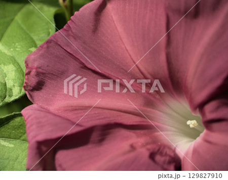 8月に美しく咲いた色彩豊かな朝顔の花 129827910