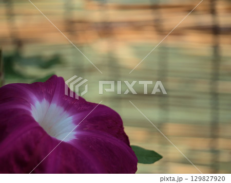8月に美しく咲いた色彩豊かな朝顔の花 8月に美しく咲いた色彩豊かな朝顔の花 129827920