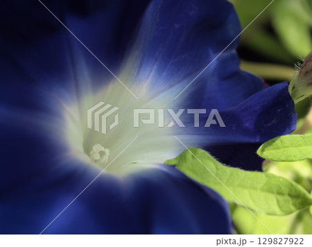 8月に美しく咲いた色彩豊かな朝顔の花 129827922