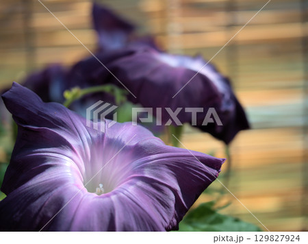 8月に美しく咲いた色彩豊かな朝顔の花 129827924