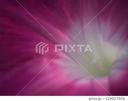 8月に美しく咲いた色彩豊かな朝顔の花 129827928