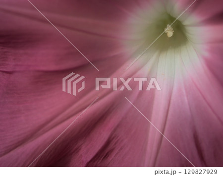 8月に美しく咲いた色彩豊かな朝顔の花 8月に美しく咲いた色彩豊かな朝顔の花 129827929