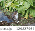 畑で遊ぶ猫 129827964