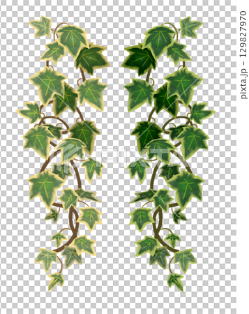 Hanging ivy leaves - botanical illustrations that can be used for decoration and frames Hanging ivy leaves - botanical illustrations that can be used for decoration and frames 129827970