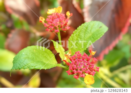 Lantana camara flower on blurred background 129828143