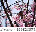 満開の河津桜の中で、こちらを見つめるスズメ 129828375