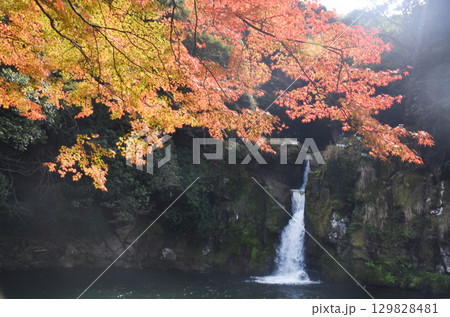 鹿児島県さつま町・観音滝の色づいた紅葉 129828481