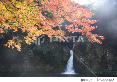 鹿児島県さつま町・観音滝の色づいた紅葉 129828482