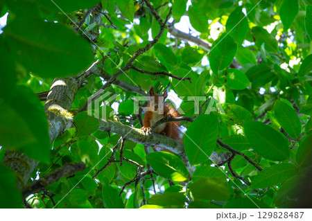 Red Squirrel Sitting Among Green Walnut Tree Branches 129828487