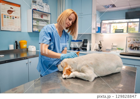 Veterinary care in a welcoming clinic for a loving pet 129828847