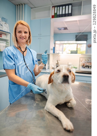 Veterinary check-up with a cheerful dog in a clinic Veterinary check-up with a cheerful dog in a clinic 129828849